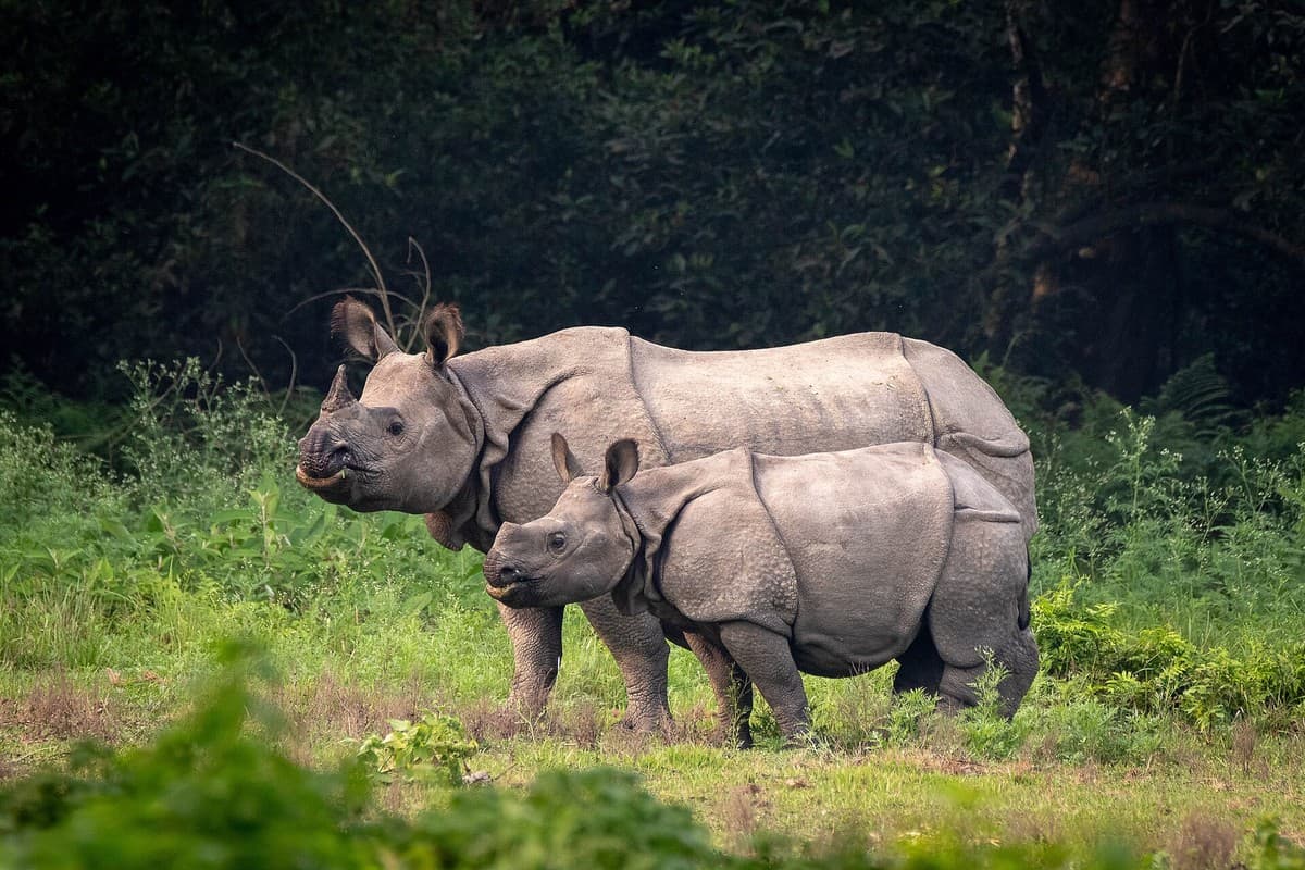 Rhino in Chitwan